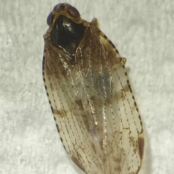 Cixius nervosus